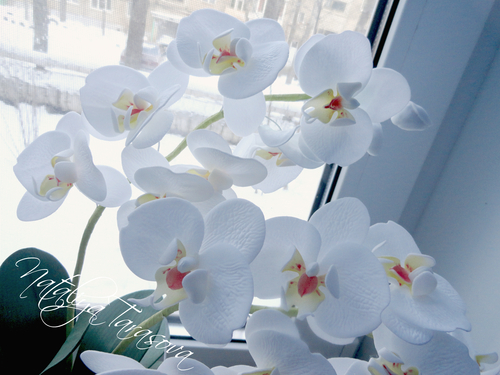Фото для Орхидея из фоамирана.
