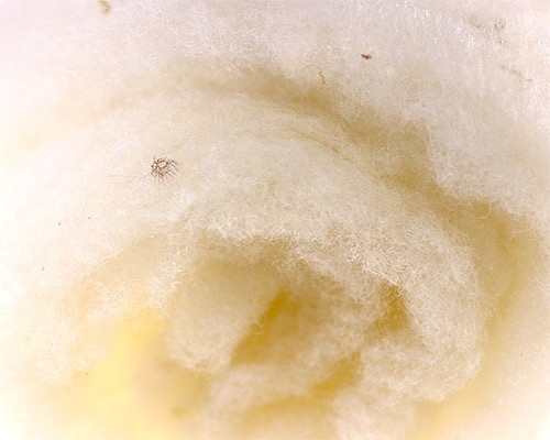 Photo of Наполнитель